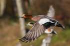 Eurasian Wigeon taking Flight Art Print